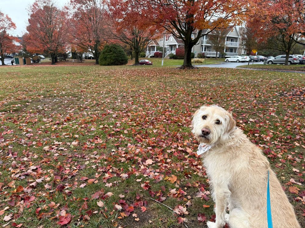 An large light yellow wolfhound wearing a bandana around his neck, sitting down and looking over his left shoulder at the camera. In the background are some trees with autumn red leaves, and those same leaves are all over the grass that spans most of the picture.