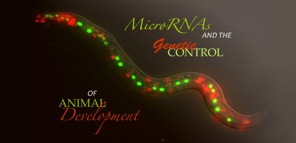 Gary Ruvkun, Former MBL Course Director, and Victor Ambros Receive Nobel Prize in Physiology or Medicine | Marine Biological Laboratory