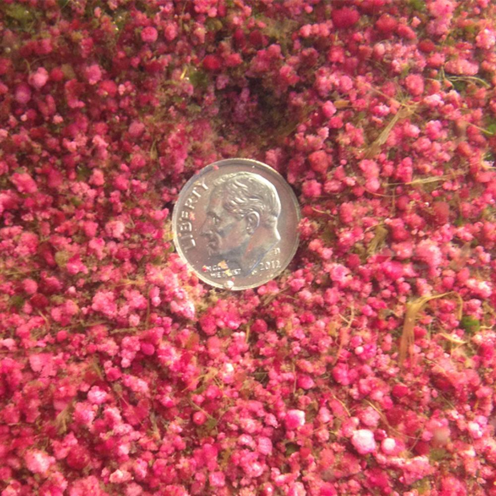 Pink berry bacteria with a dime in the center for scale