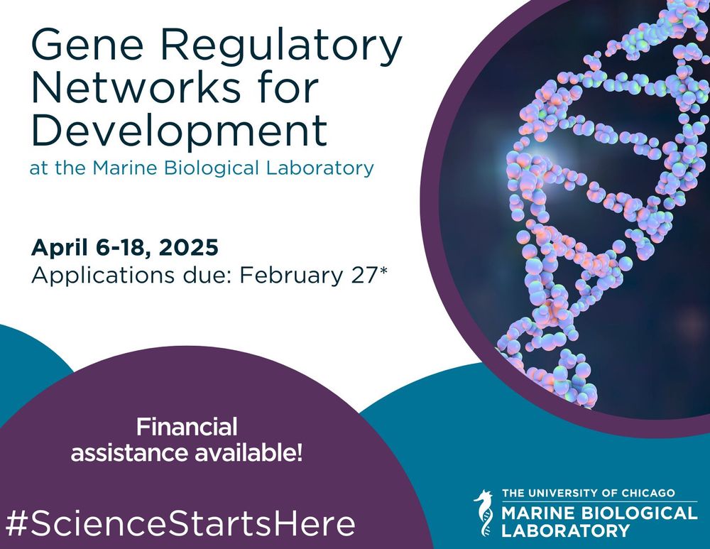 A flyer for the MBL's 2025 Gene Regulatory Networks for Development course. This year's course runs from April 6 to April 18, and financial assistance is available. A picture of a DNA strand is on the right side of the flyer.