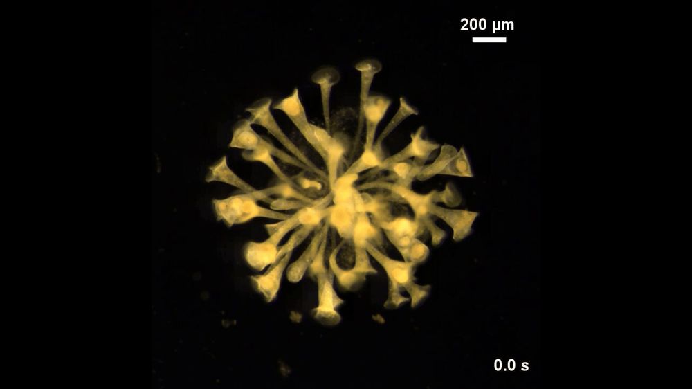 A host of yellow, trumpet-shaped cells gather in a ball shape, with trumpets pointing outward, on a black background. The trumpets move around slightly.