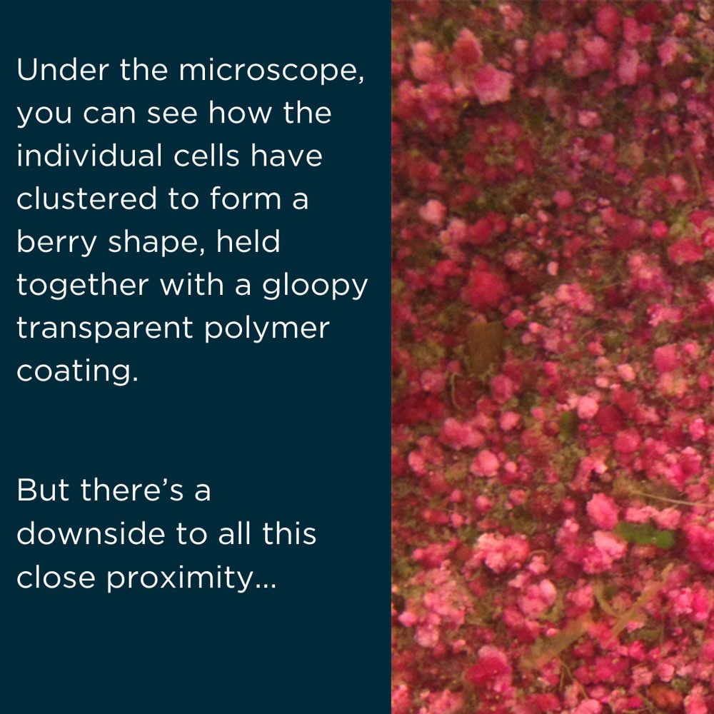"under the microscope, you can see how the individual cells have clustered to form a berry shape, held together with a gloopy transparent polymer coating. But there's a downside to all this close proximity..."