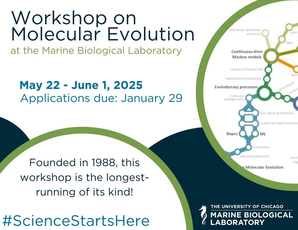 A flyer for the MBL's 2025 Workshop on Molecular Evolution course
