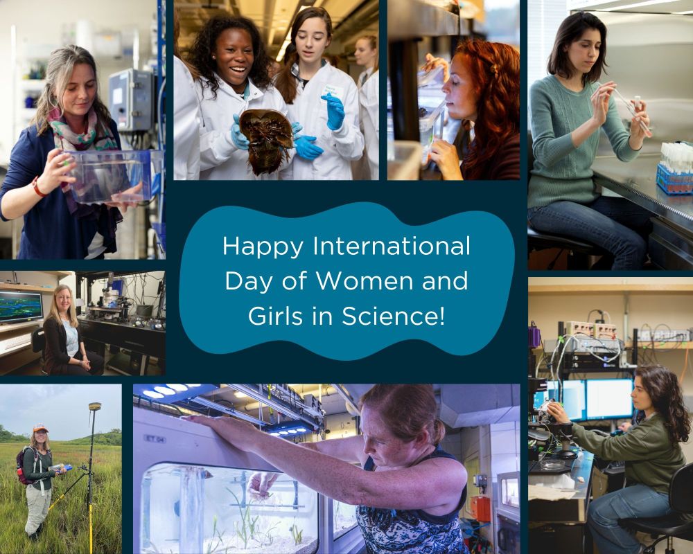A photo collage showing women engaged in various scientific activities, with the words "Happy International Day of Women and Girls in Science!" in the center. From top left corner clockwise: holding an axolotl tank, holding a horseshoe crab, looking into a tank, working in the lab, sitting near computer monitors, reaching into a tank with seagrass, measuring elevation in a marsh, sitting in front of a microscope