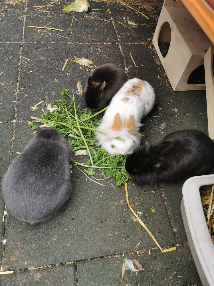 Vier Zwergkaninchen, die gemeinsam Petersilie fressen. 