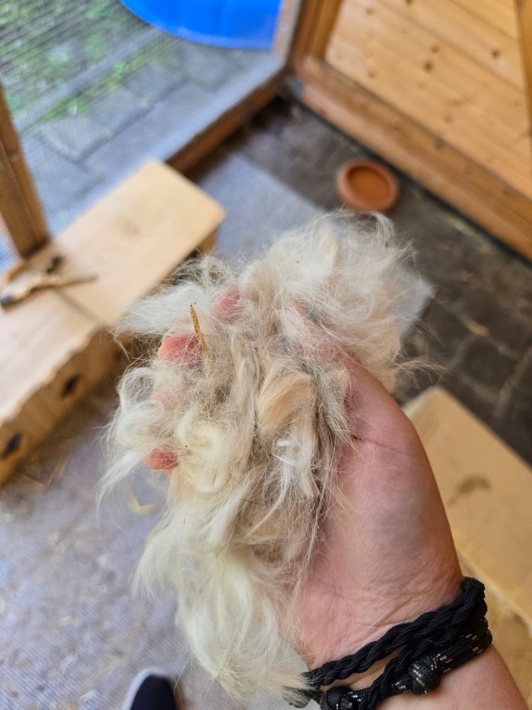 Eine Hand voll gezupftes hellbraunes Kaninchenfell. 