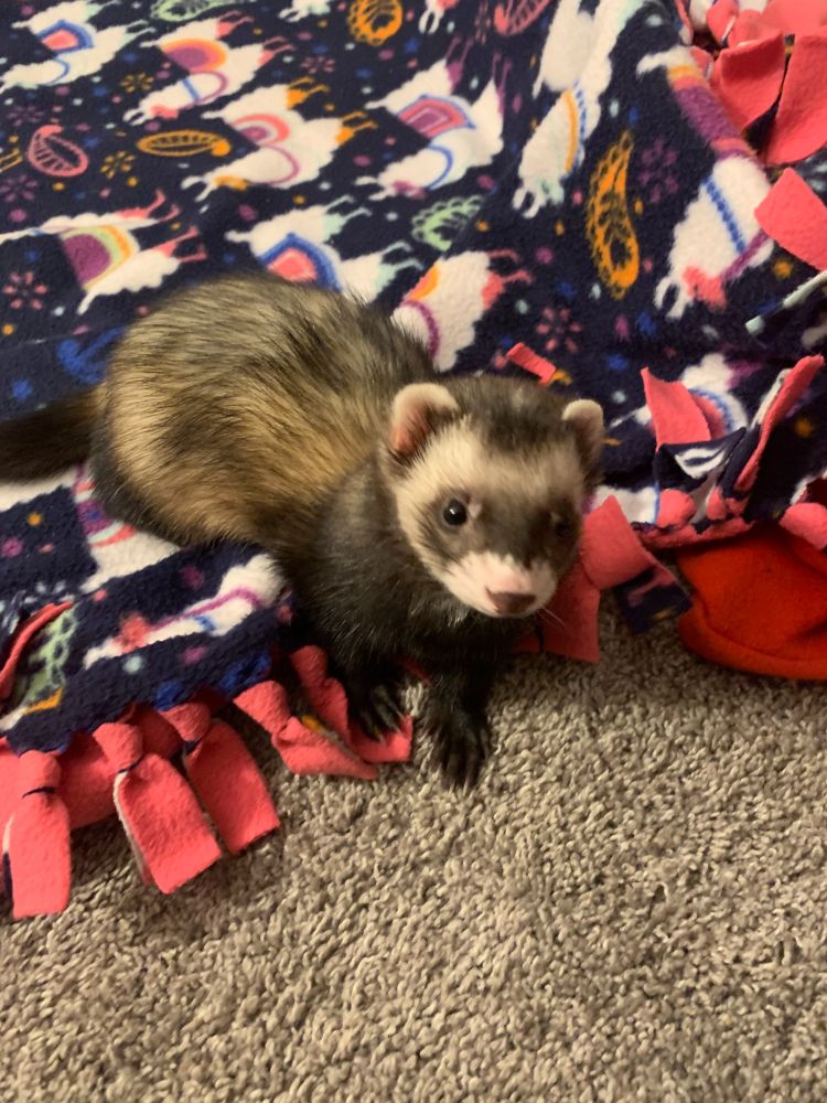 Macaroni (a ferret) at barely 1 year old. 
