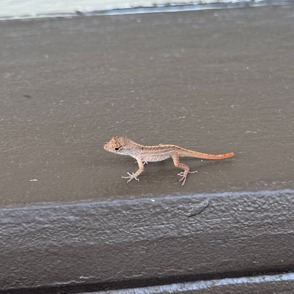 A very very very small baby brown anole. 