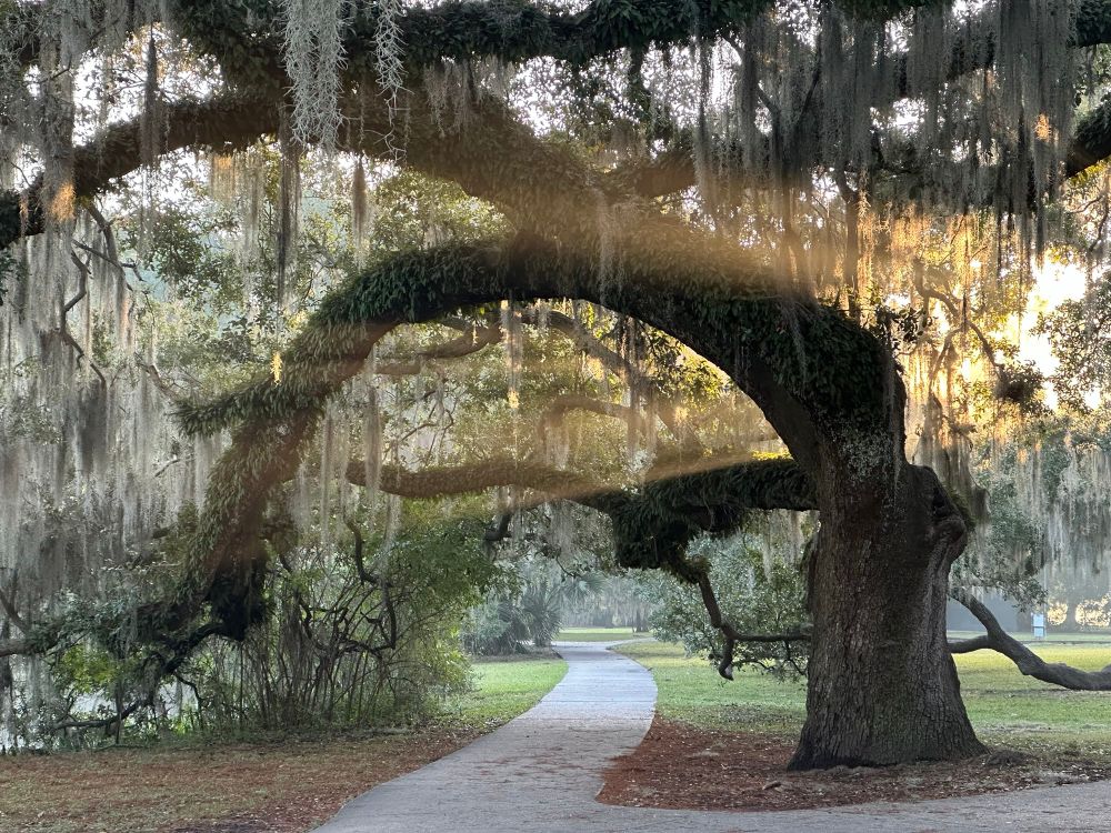 Very distinct sunbeams busting through some tree branches in the park. 