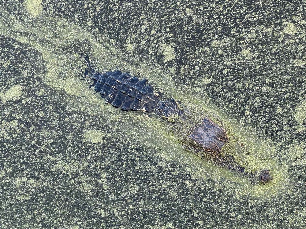 An alligator at the surface of the duckweed covered bayou; its head and back are visible. 