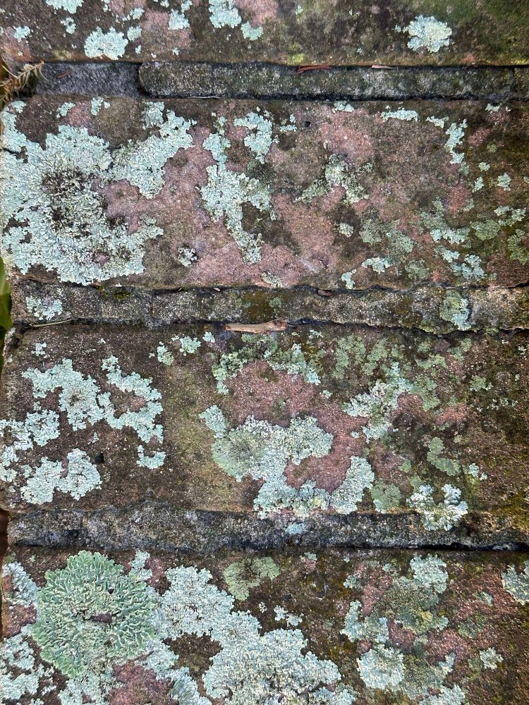 Lichens on bricks