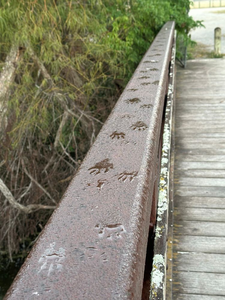 Raccoon or opossum tracks in the dew on the guardrail of a bridge over the bayou. 