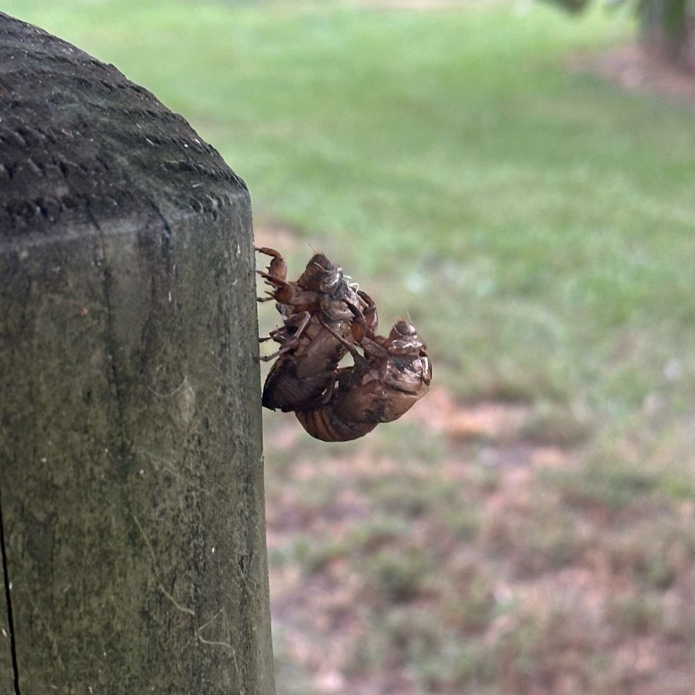Two empty cicada shells, one connected to a wooden post and the other looks like it's humping the first one.