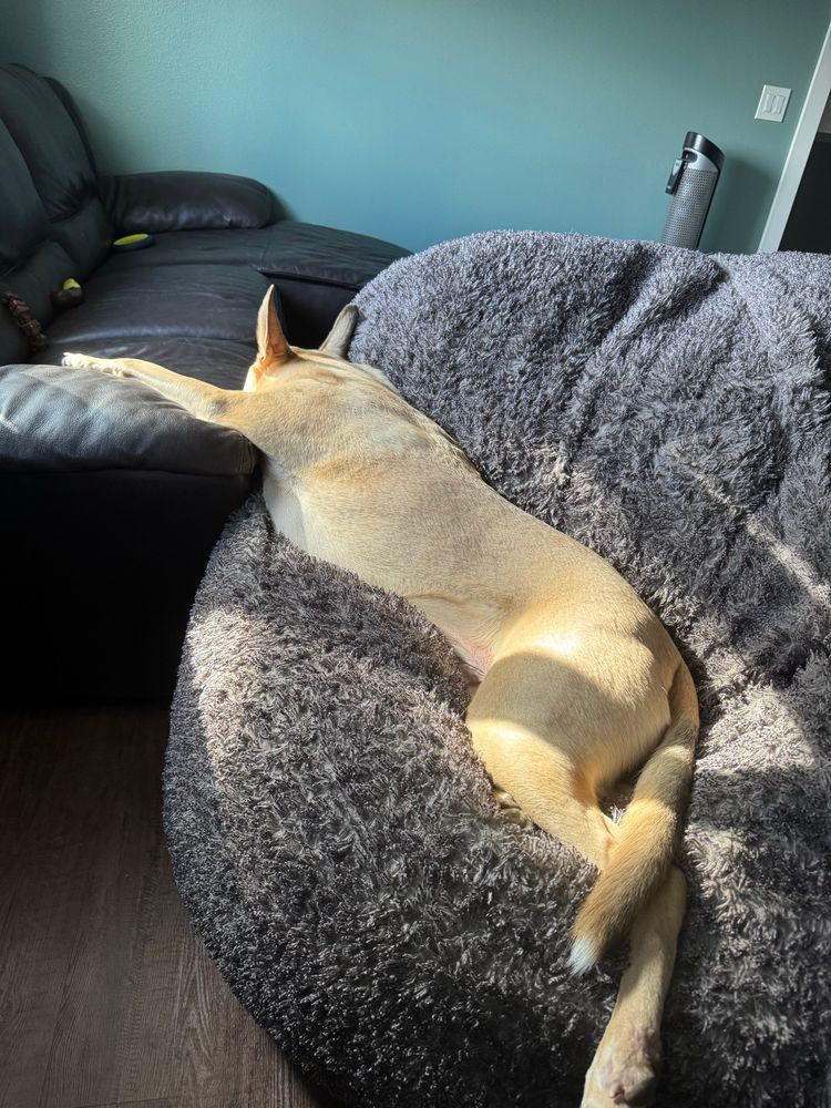 lazy dog stretched across a bean bag and couch.