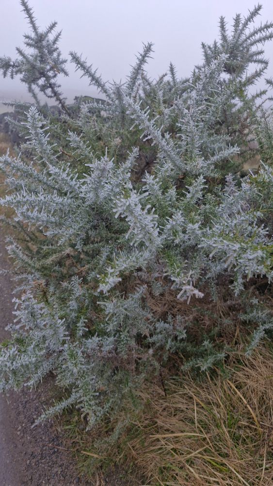 Hoar frost (hair-like ice crystals) on a gorse bush