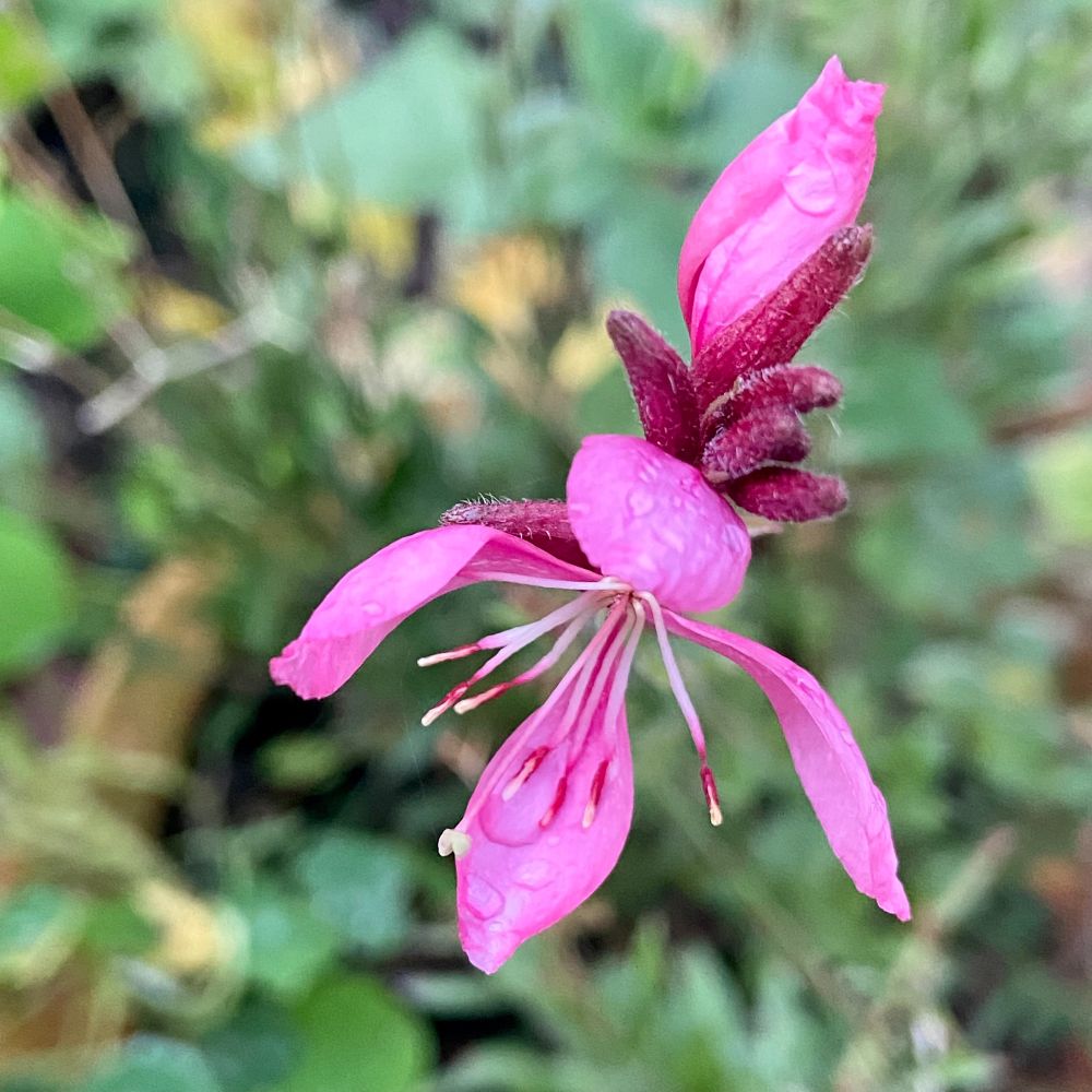 Unknown deep pink flower 