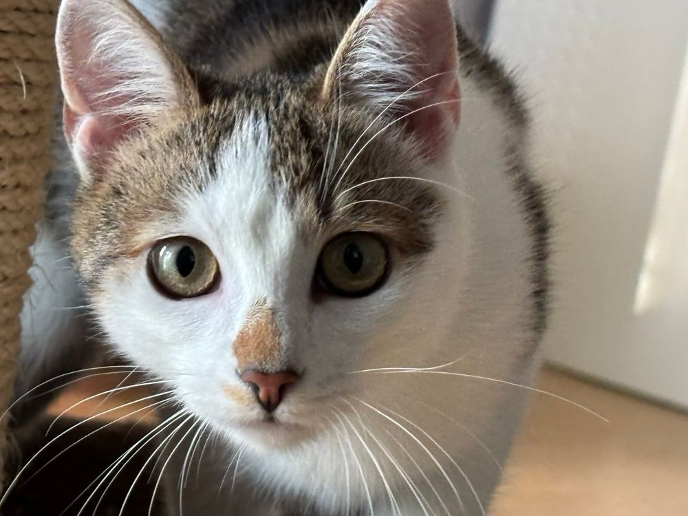 Katze, Tigerl mit weiß