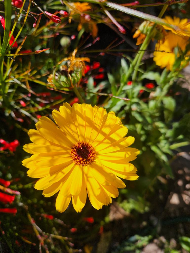 A yellow daisy in bloom