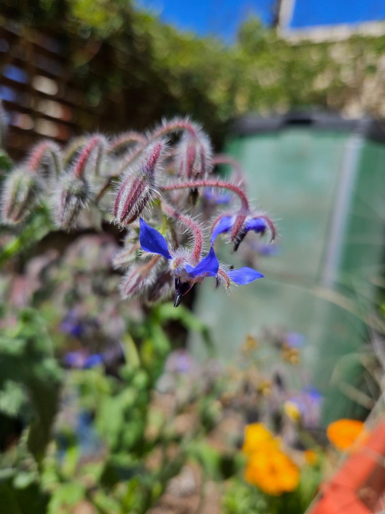 A stalk of purple borage flowers