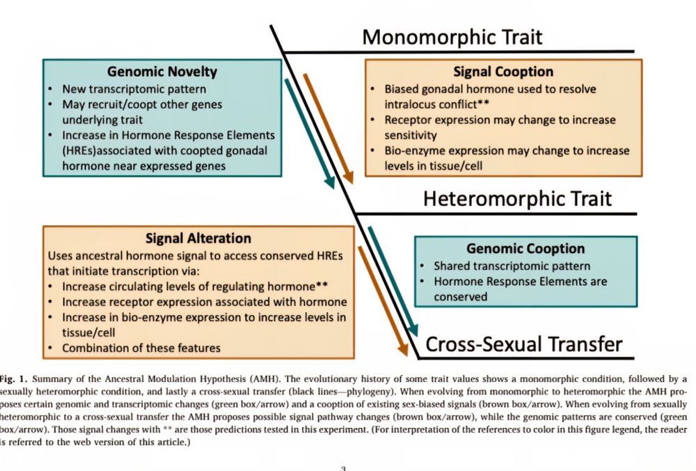 Graphical representation of the Ancestral Modulation Hypothesis 