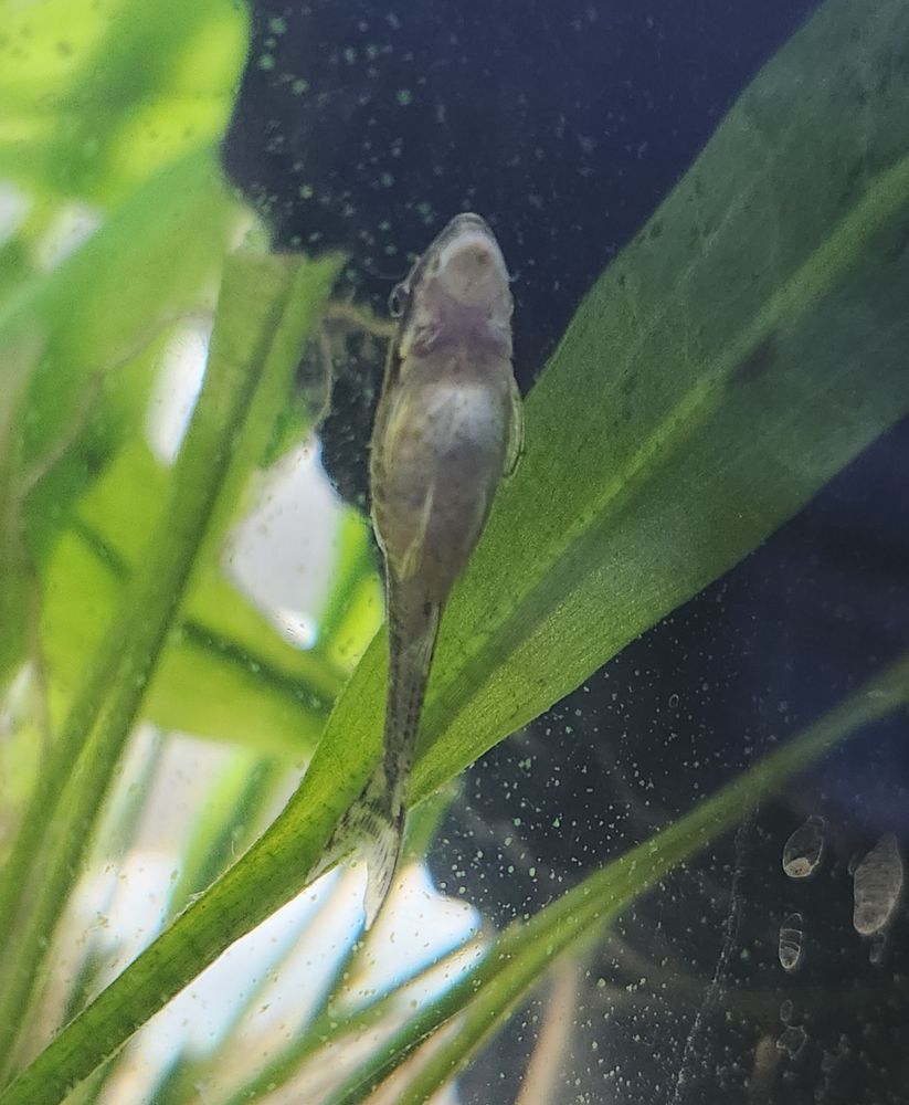 An otocinclus sp. on the glass of an aquarium. It is quite chonky.