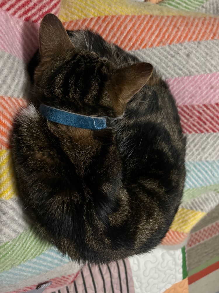 Cat sleeping with head undertale