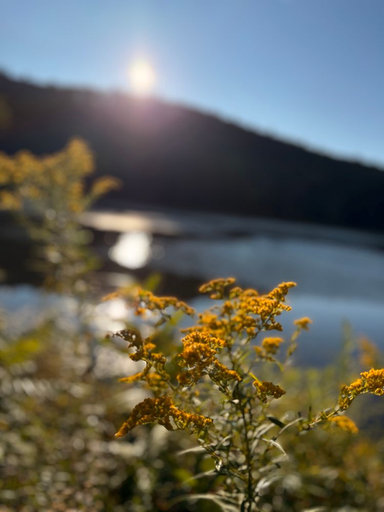 Yellow goldenrod with a sparkly pond in the background