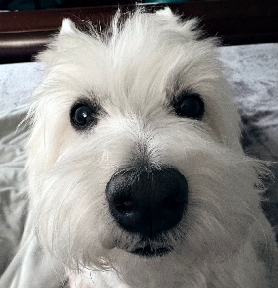 Face of a West Highland terrier named Rosie 