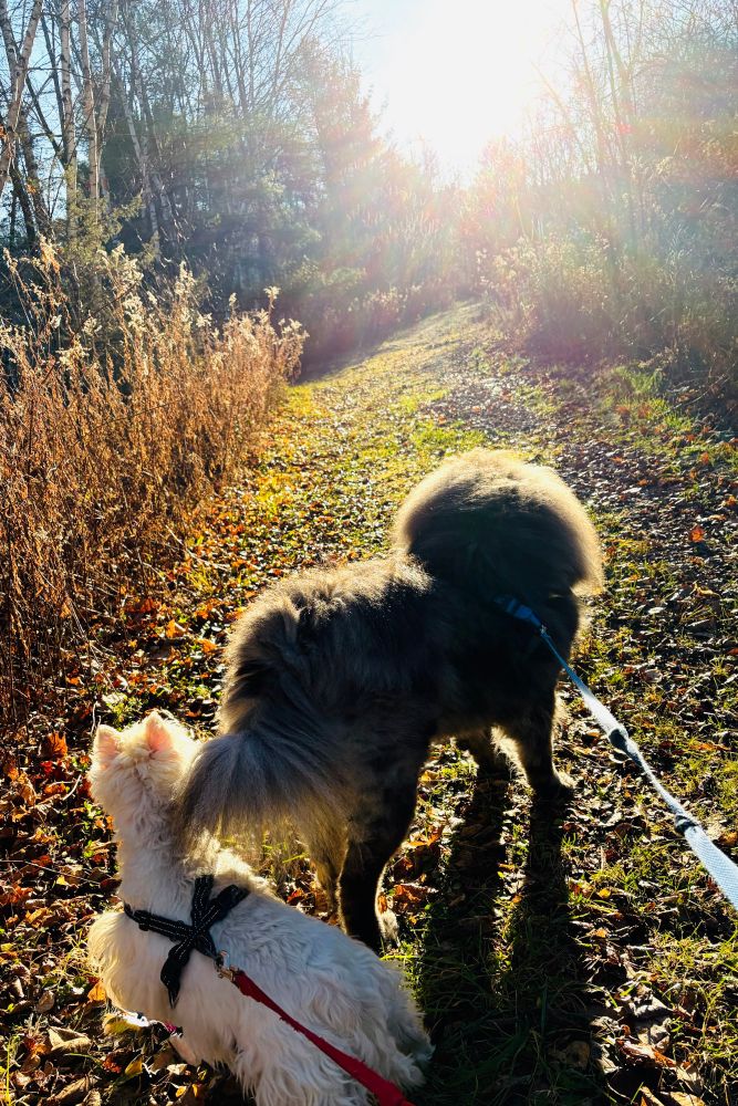 Small white dog and fluffy grey dog exploring a forest trail 