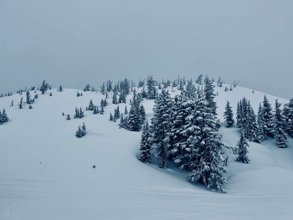Snow covered mountain and pine trees