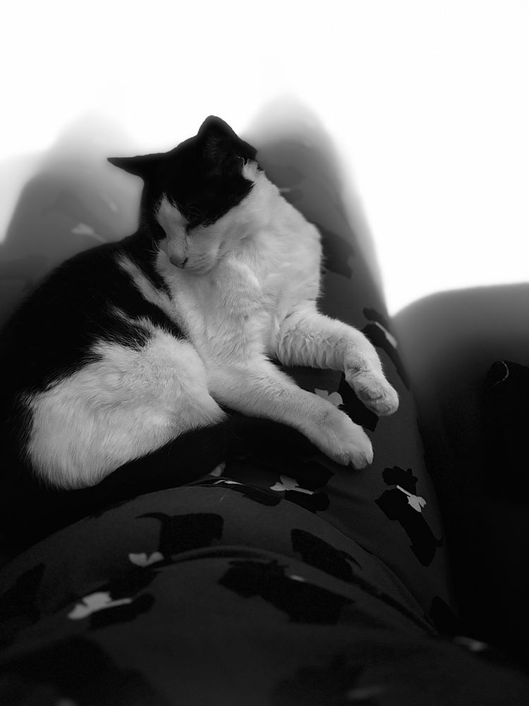 A photo of my cat Bobo sitting on my lap on the sofa. It’s been heavily edited with some kind of filter that resembles fog around the edges.

In my post, I’m humorously comparing this image to the Silent Hill video game series that is known for its foggy, atmospheric environments and vibes. 