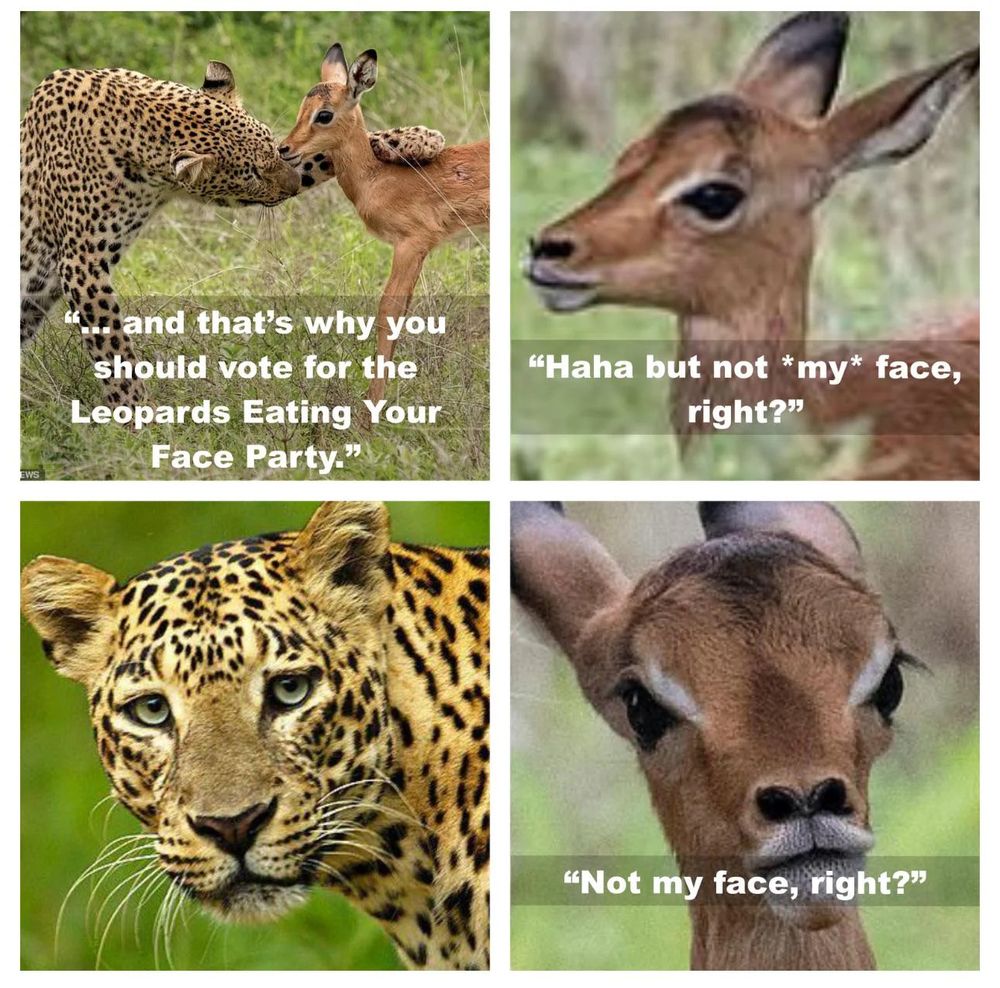 Image of a leopard talking to a baby deer.  The first panel says "... and that's why you should vote for the Leopards Eating Your Face Party."  The next panel shows the deer saying "Haha but not *my* face, right?"  The third panel has the leopard staring blankly.  The final panel has the deer saying "Not my face, right?"

This meme is based on the four panel image format of the Anakin Skywalker and Padme Amidala, but it features the leopard in the role of Anakin and the deer in the role of Padme.