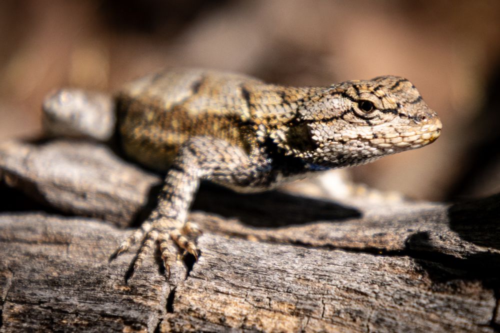 Hike buddy lizard