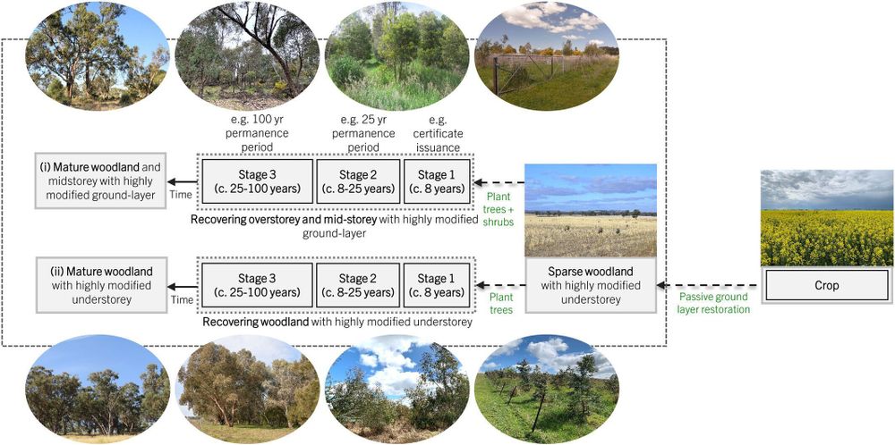 A detailed ‘break-out’ restoration state-and-transition model for the woodlands that starts from a crop state and has two potential targets: (i) a mature woodland and midstorey with highly modified understorey (new, novel state) and (ii) a mature woodland with highly modified understorey (STEP 3, Box 1)