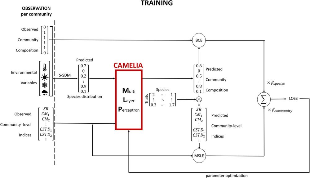 CAMELIA workflow for model training: Stacked species distributions from S-SDMs trained with community observations and environmental variables, and community indices (species richness (SR), community mean (CM) and community standard deviation (CSTD) of various traits) are given to the multilayer perceptron. The parameters of the multilayer perceptron are then optimized by minimizing the final combined loss function that compares predicted species presence probabilities and community indices with observed community values. BCE and MSLE correspond to the binary cross-entropy loss function and the mean squared logarithmic error.