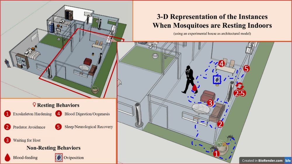 Spatial depiction of the resting behaviours that may occur throughout the adult stage of recently emerged Aedes aegypti females inside of an experimental house. The blue line represents a hypothetical sequence of behaviours/events a female mosquito may follow in the field, starting after emerging from the pupae in the plant pot in the bottom right. Resting behaviours are characterized using numbers (1–5), blood-feeding is represented by a blood-drop and oviposition by an image of Ae. aegypti eggs. For visual simplicity, the doors and windows of the house have been removed, and only the potential path of a female mosquito is displayed.