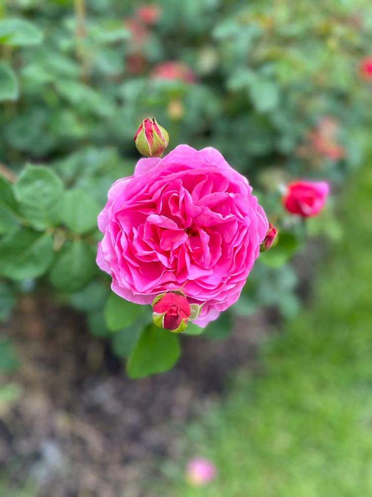 another very pink rose