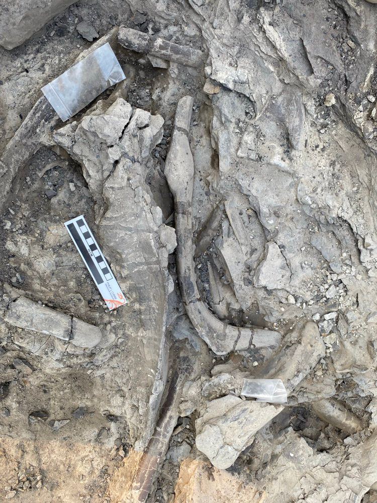 Pachyrhinosaurus bones including a complete pathological rib in situ with a 10cm scale 