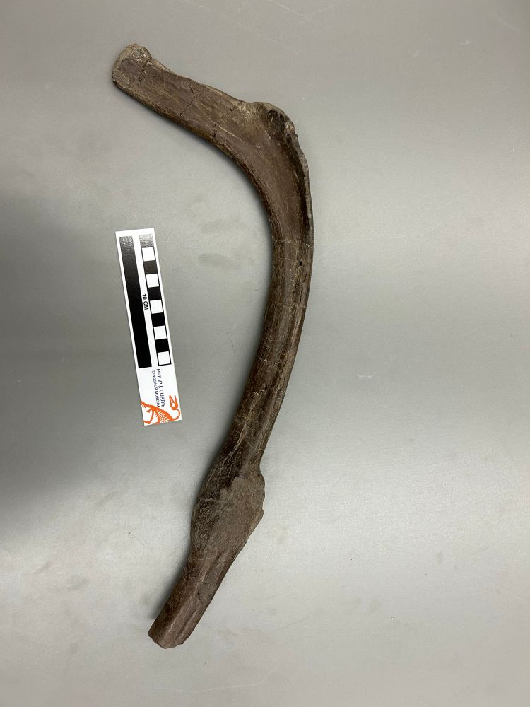 A Pachyrhinosaurus pathological rib with a 10cm scale 