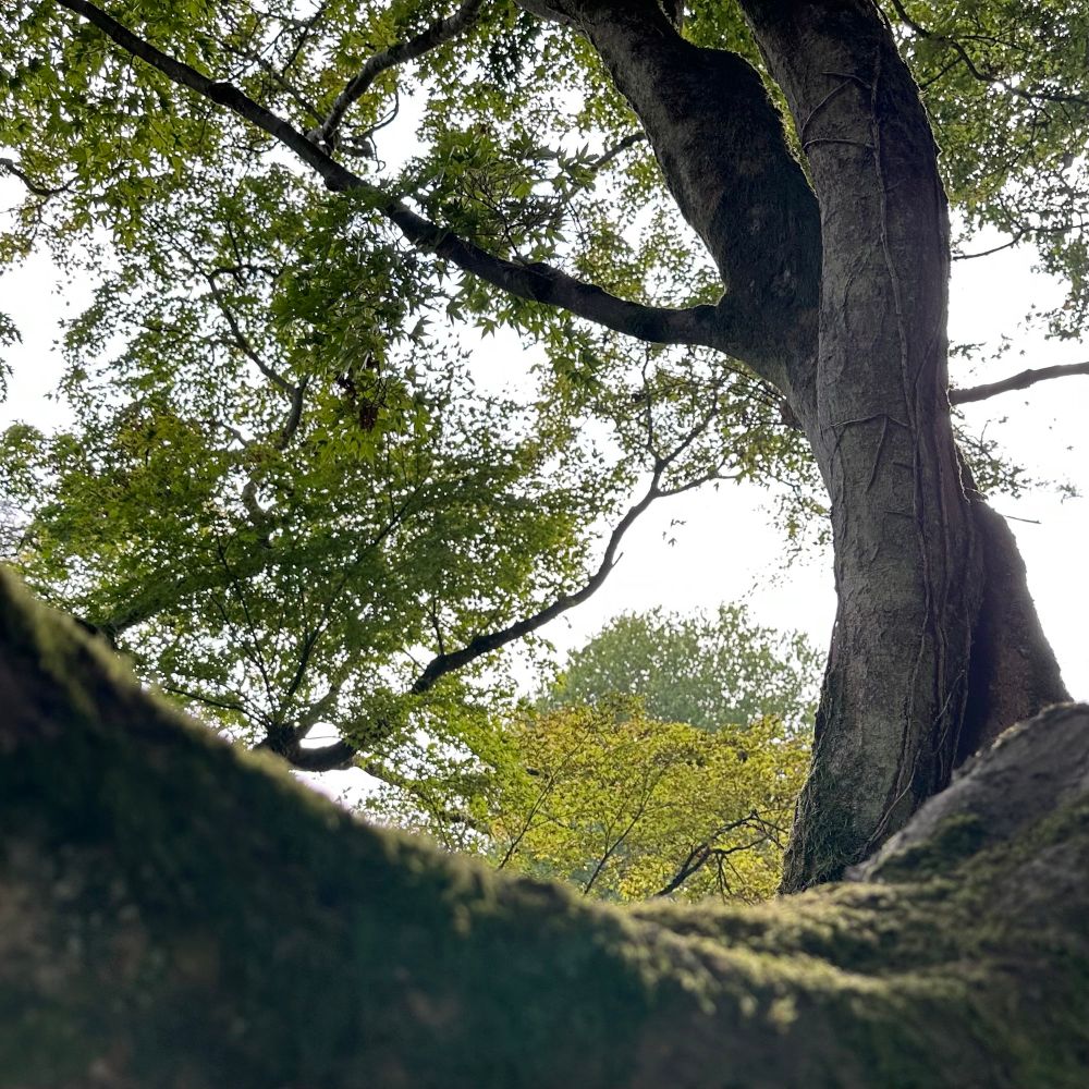 A picture of a couple of autumnal trees with a soft-focus mossy branch in the foreground 