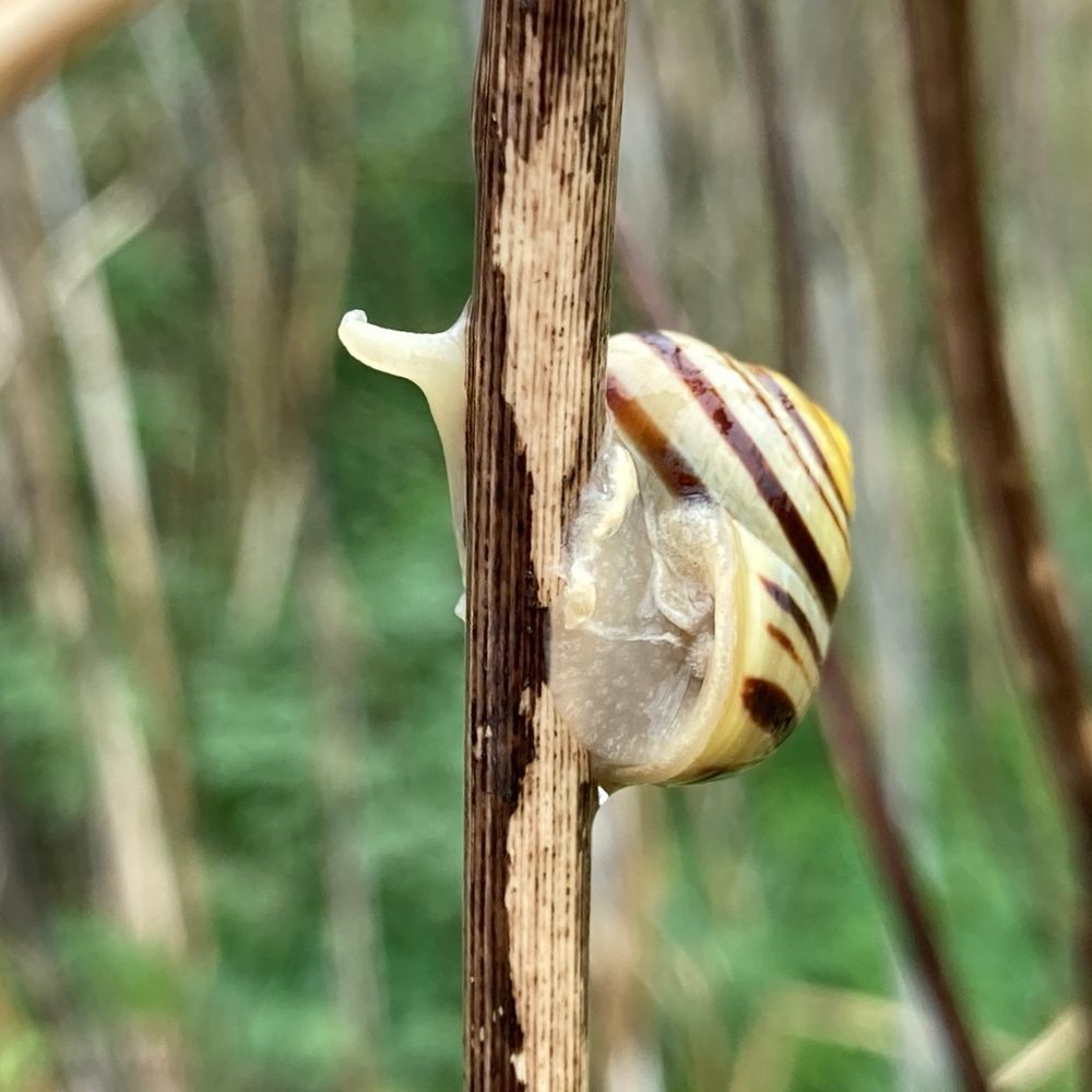 A yellow and black snail on a branch 