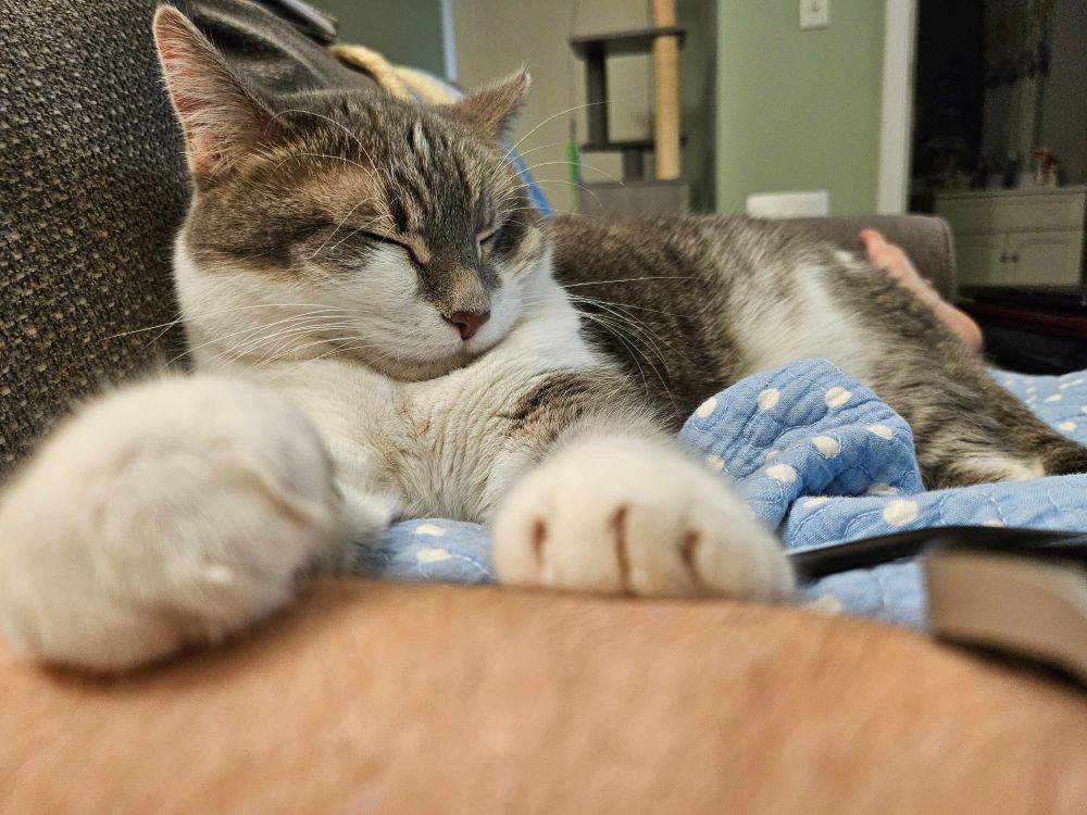 My cat, vanilla bean, sleeping soundly and happily