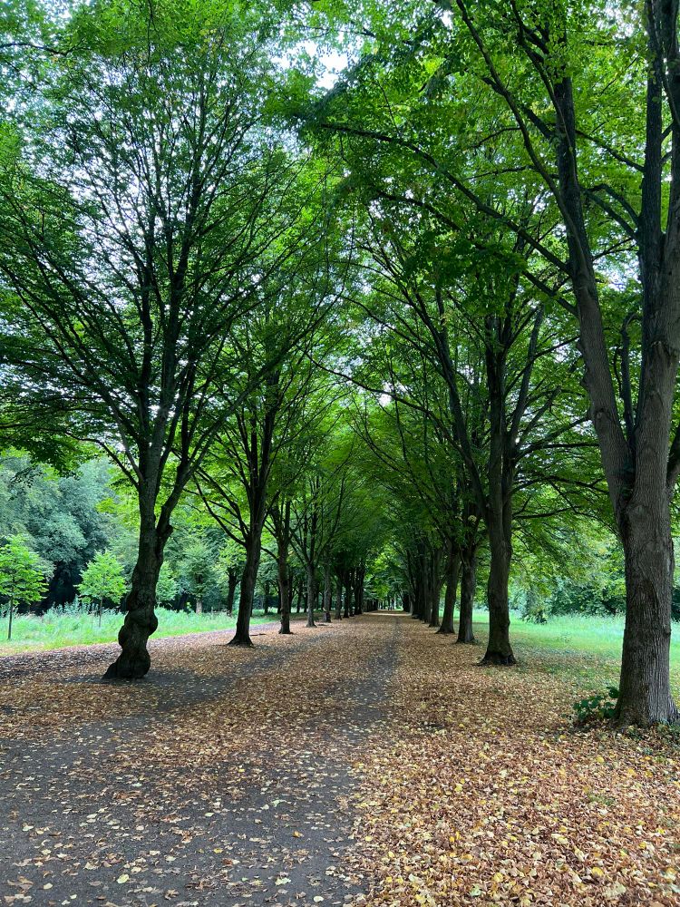 A beautiful path through a park