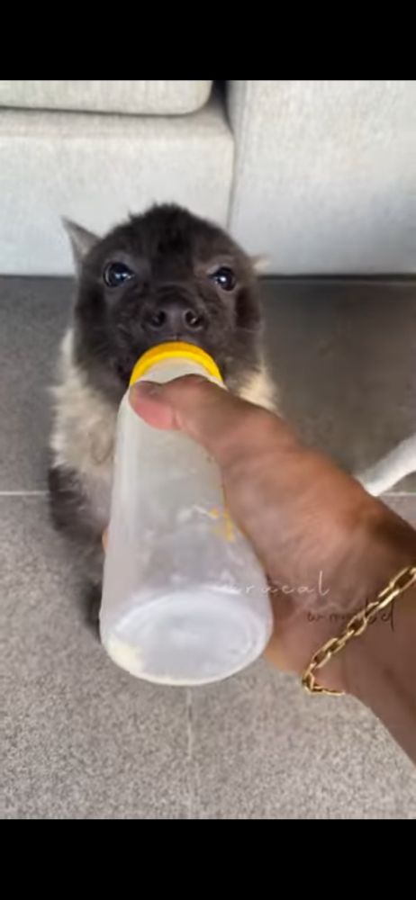 Baby hyena drinking from a bottle
