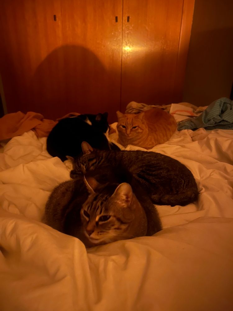 4 gatos medio alineados tumbados encima de mi cama justo en el medio