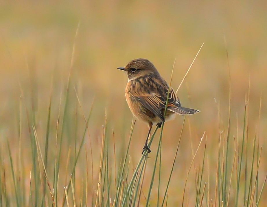 A stonechat female balances on rushes in warm winter sunlight