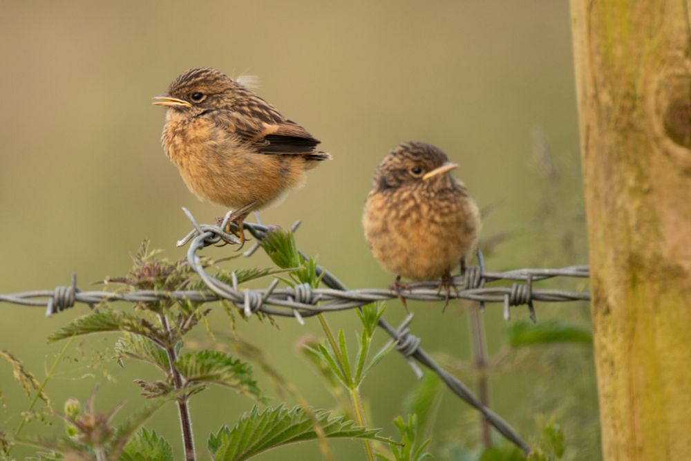 Two fledgling stonechats, one still with some fluffy down, sit on barbed wire in the evening sunshine