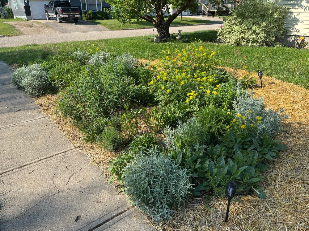 a large pollinator garden with plants 2-3 feet high, with red and yellow flowers