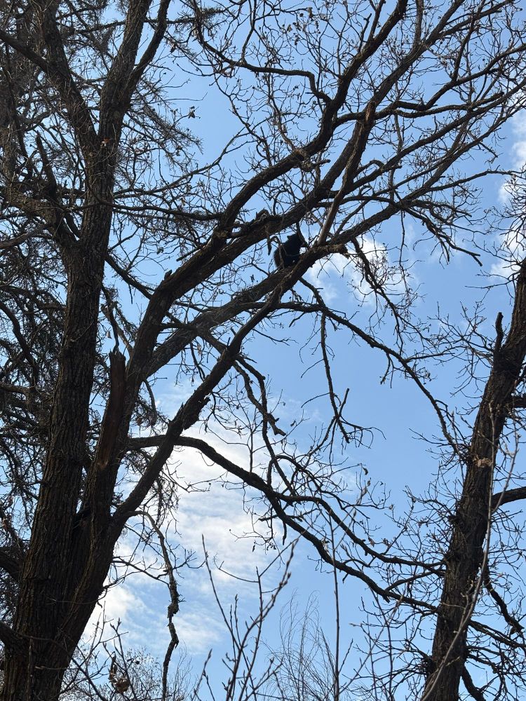 tiny baby black bear in a tree