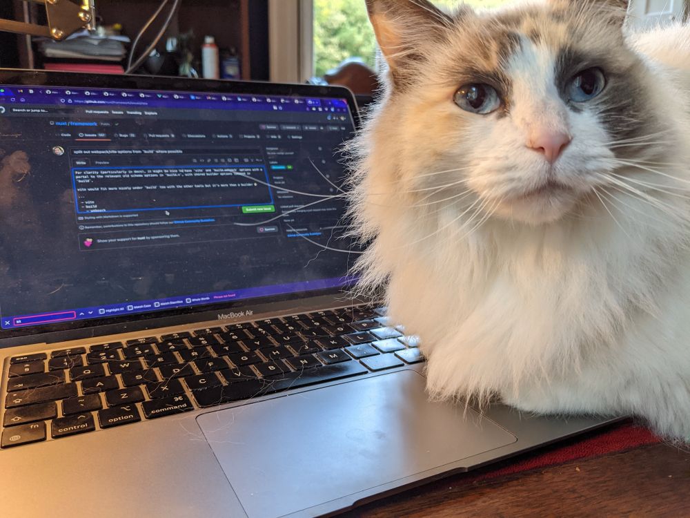 a ragdoll cat is nestled on the edge of a laptop keyboard, looking into the camera